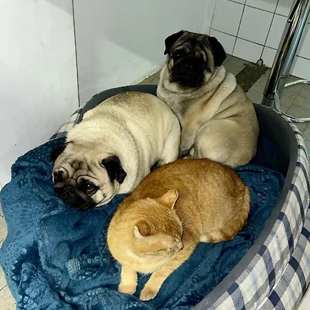 Cozy In An Old Near Vaduz Проживание в семье *