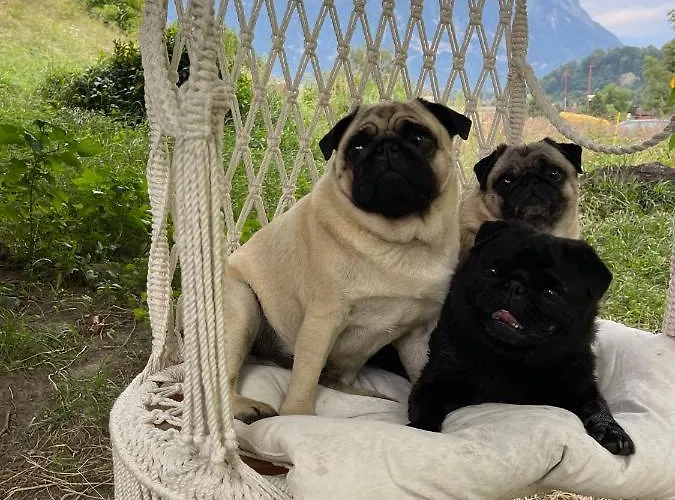 民宿 Cozy In An Old Near Vaduz Sevelen